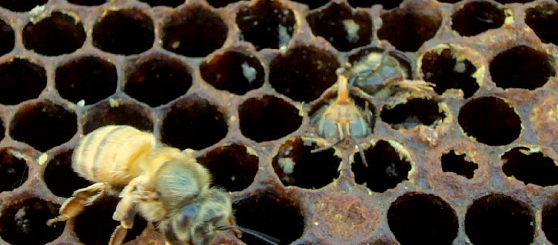 Toxic Bee Hive Foundation